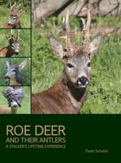 Roe Deer and their Antlers