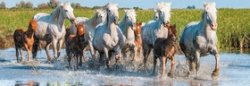 Panoramatické puzzle Camargští koně 150 dílků