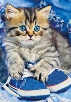 Puzzle Kotě v modré botě XL 300 dílků