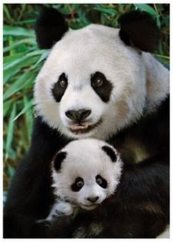 Puzzle Panda s mládětem 1000 dílků