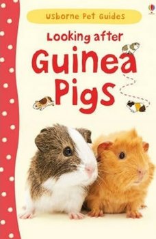 Looking After Guinea Pig