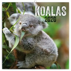 Poznámkový kalendář Koaly 2020, 30 × 30 cm