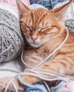 Mikroflanelová deka - Kočka
