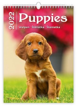 Kalendář nástěnný 2022 - Puppies/Welpen/Štěňátka/Šteniatka