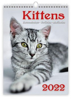 Kalendář nástěnný 2022 - Kittens/Katzenbabys/Koťátka/Mačičky 