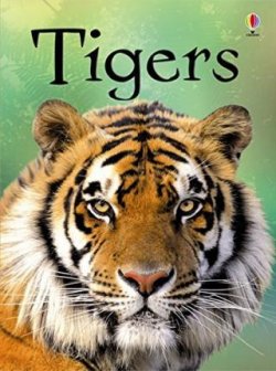 Beginners Tigers