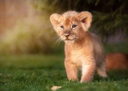 Pohlednice Lion Prince