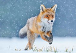 Running fox 3D pohlednice